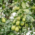 Arvore de pereira com peras verdes maduras - origem do sobrenome Pereira