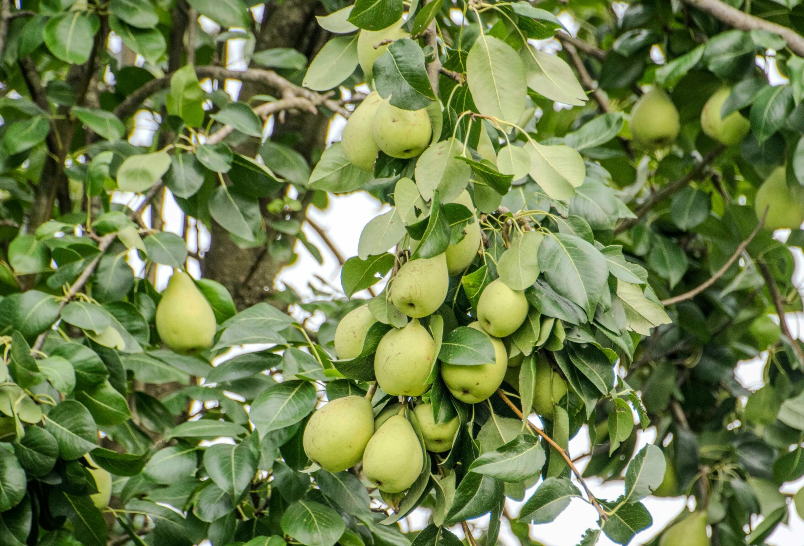 Arvore de pereira com peras verdes maduras, origem do sobrenome Pereira