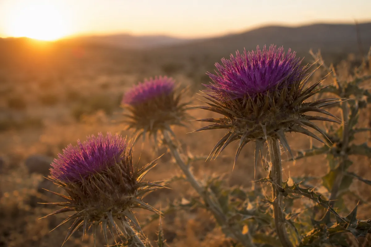 Close de flores roxas de cardo silvestre ao pôr do sol, a planta que deu origem ao sobrenome Cardoso