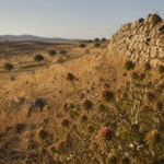 Campo de cardos silvestres na Península Ibérica ao entardecer, simbolizando a origem botânica do sobrenome Cardoso