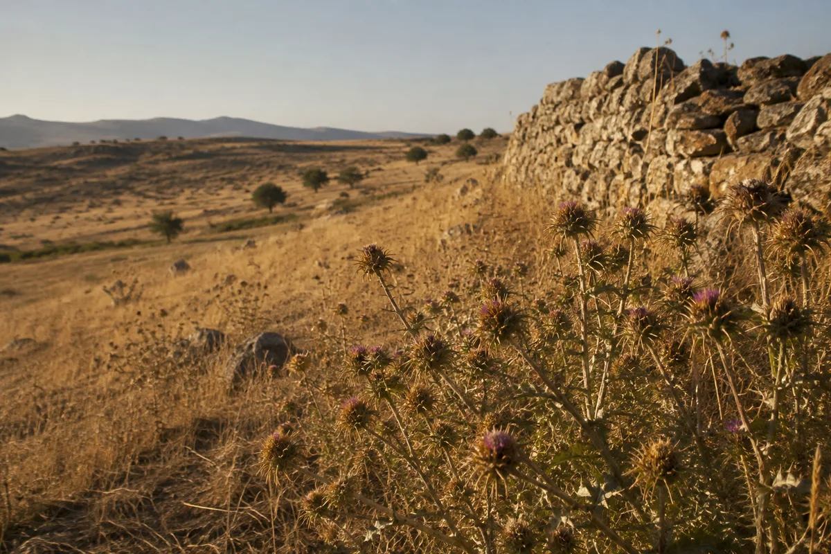 Campo de cardos silvestres na Península Ibérica ao entardecer, simbolizando a origem botânica do sobrenome Cardoso